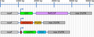 Generation and Characterization of Germline-Specific Autophagy and Mitochondrial Reactive Oxygen Species Reporters in Drosophila